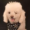 poodleowner2